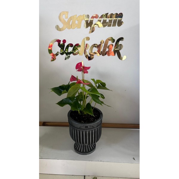 saksıda antoryum